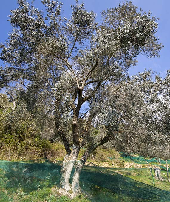 Un olivier avec son filet de récolte