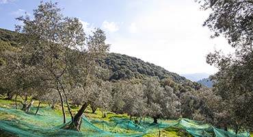 Les oliviers dans le domaine avec les filets de récolte