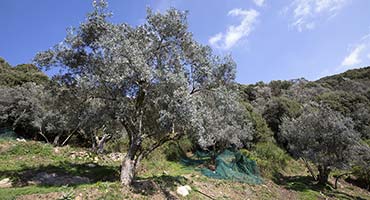 Les oliviers dans le domaine avec les filets de récolte